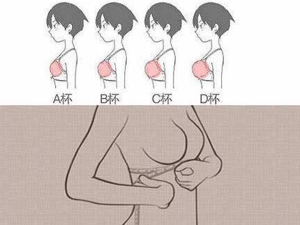 罩杯是什么意思？罩杯abcdefg怎么分大小图片？胸罩罩杯尺寸对照表