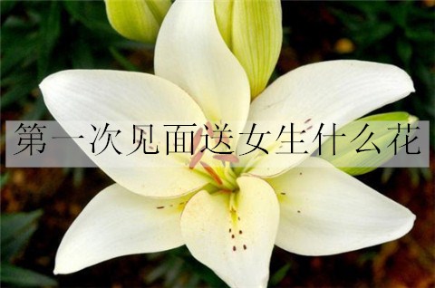 百合花