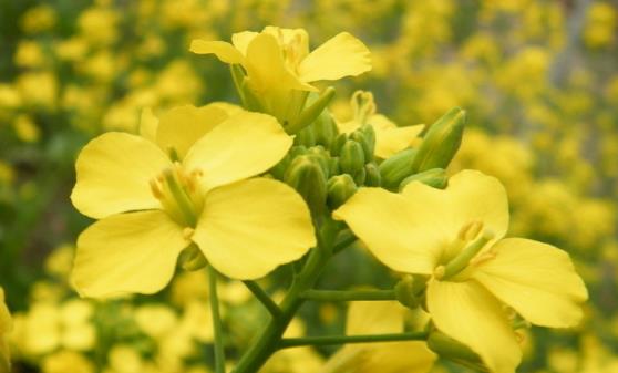 油菜花粉能有效预防疾病